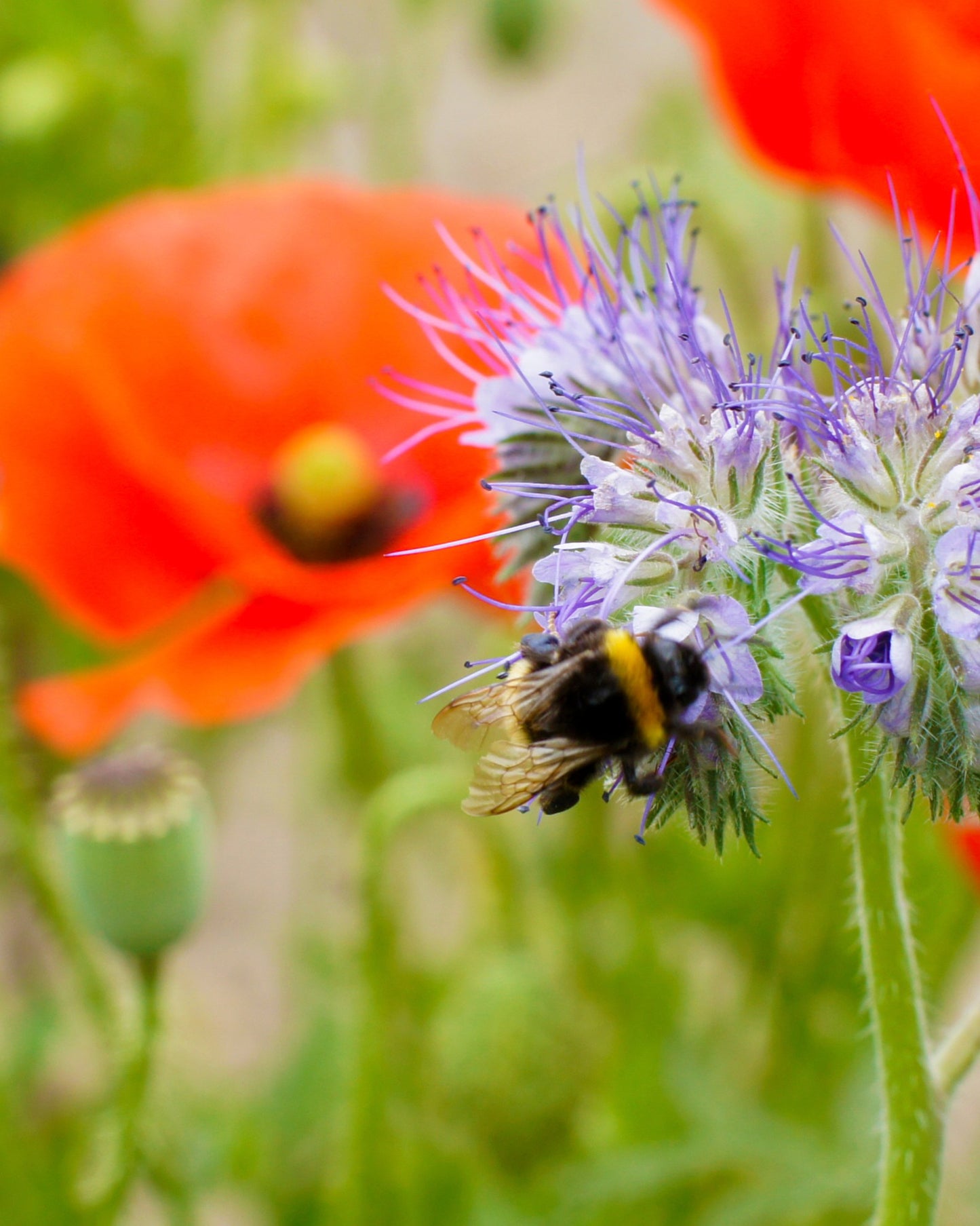 Poupée chanceuse avec 2 bombes de fleurs Blossombs