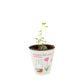 Kit de culture Miffy avec bombe de graines - Flowers For You