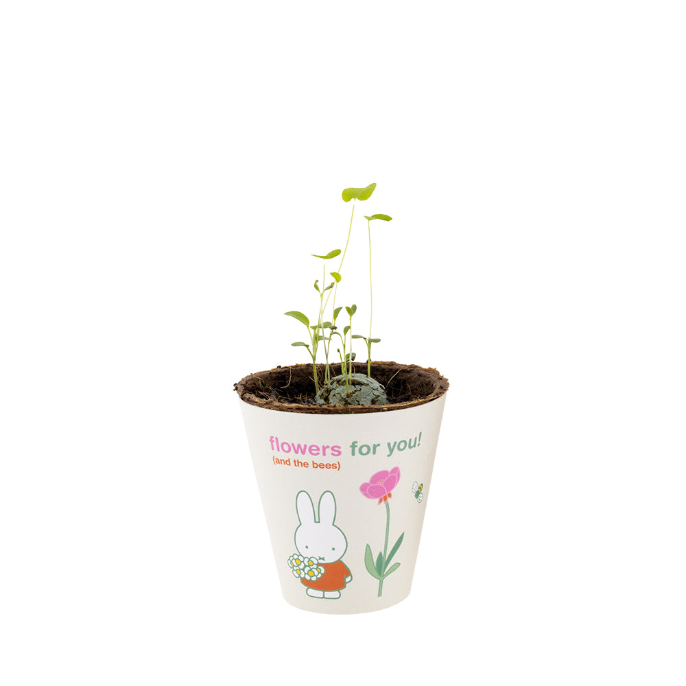 Kit de culture Miffy avec bombe de graines - Flowers For You