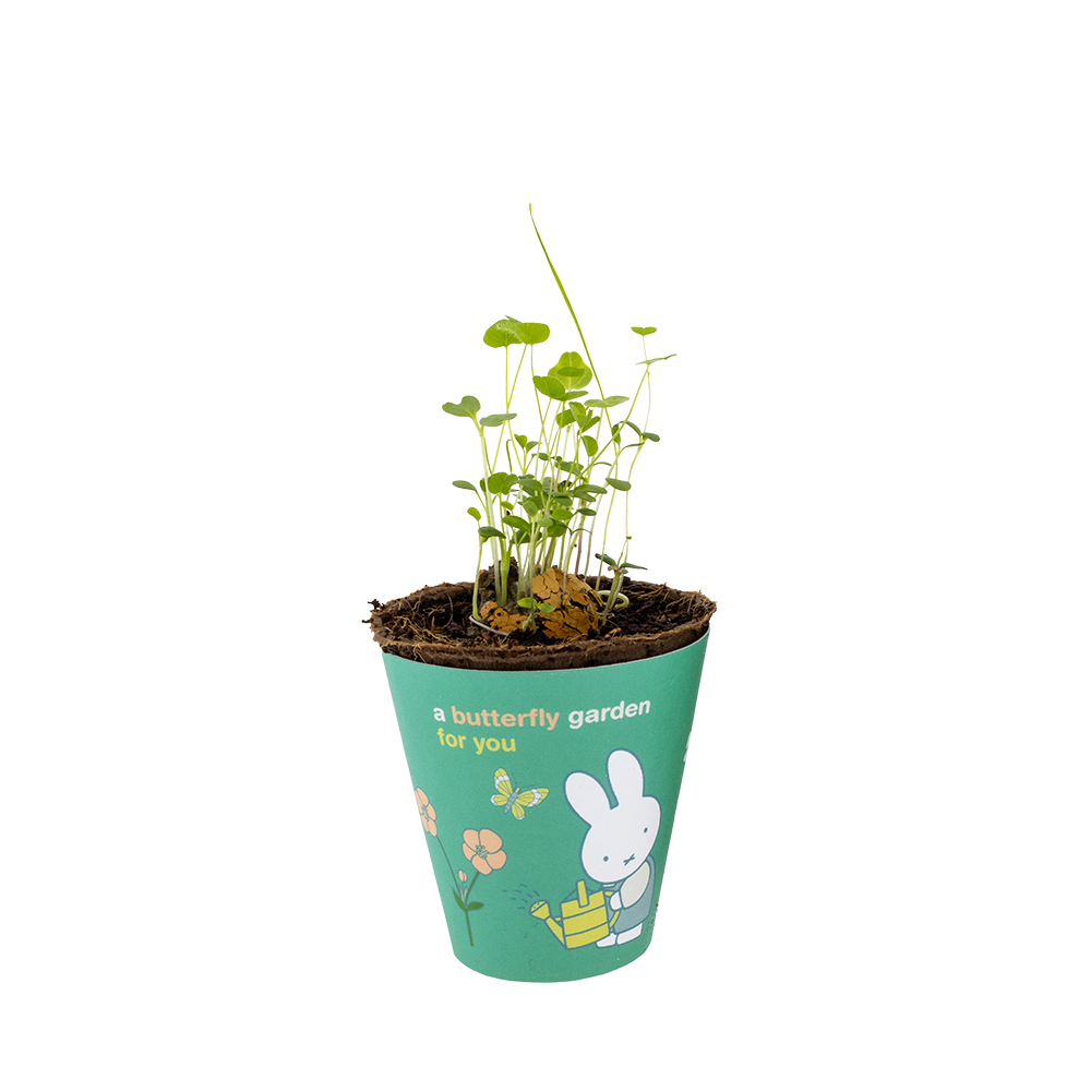 Kit de culture Miffy avec bombe de graines - Jardin à papillons pour vous