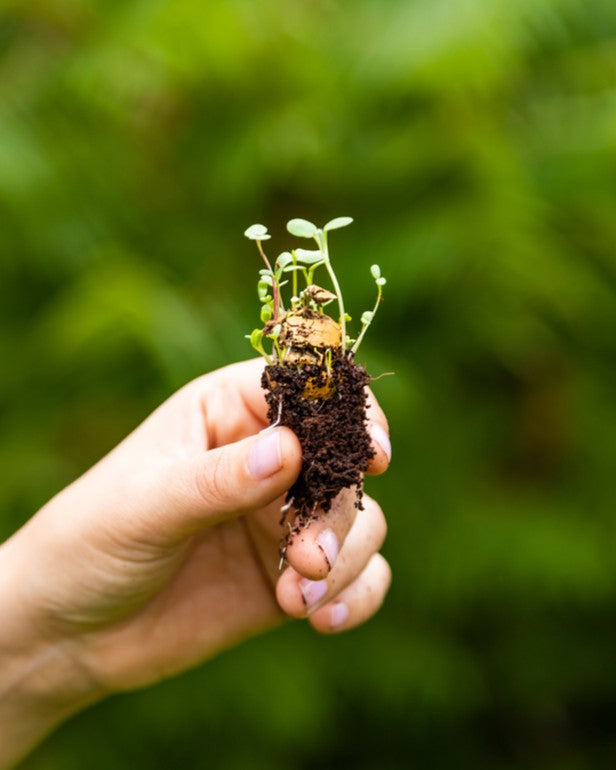 Blossombs carte avec 1 bombe à graines - Pink House
