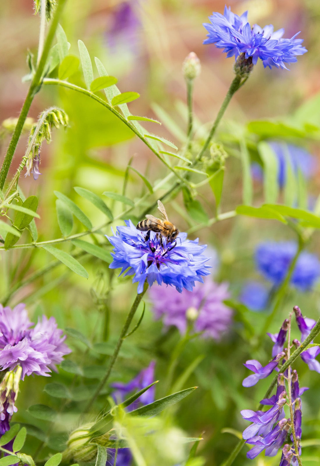 Pouch Bag met 25 Small Blossombs zaadbommetjes