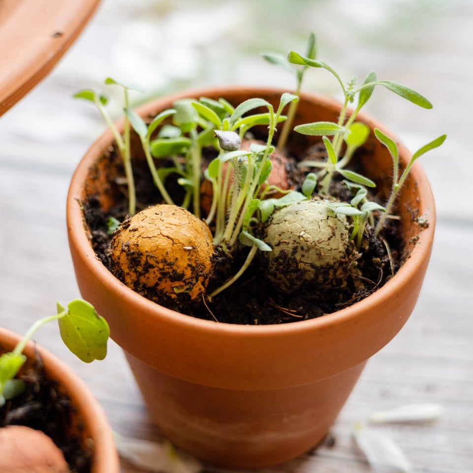 Set van 4 Vlinder Weggeefcadeautjes met small Blossombs zaadbommetjes