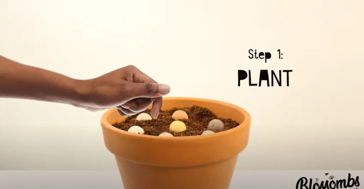 Charger la vidéo : Timelapse van het planten en groeien van Blossombs